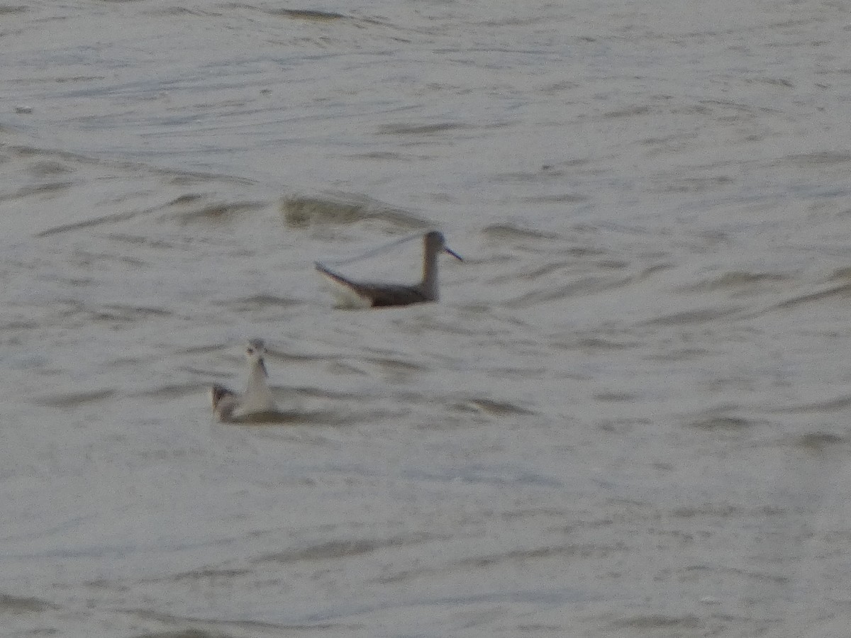 Wilson's Phalarope - Christopher Rustay