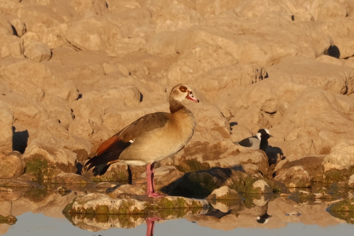 Egyptian Goose - Gonzalo Galan