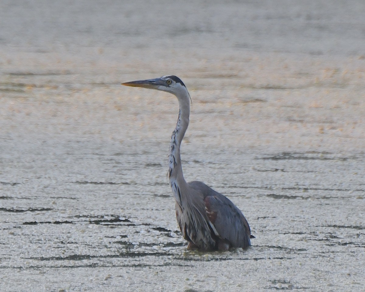 Great Blue Heron - Ted Wolff