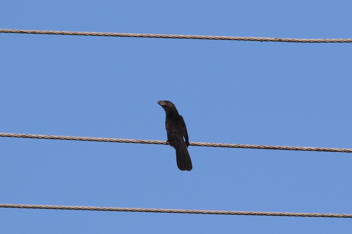 Smooth-billed Ani - ML622117487