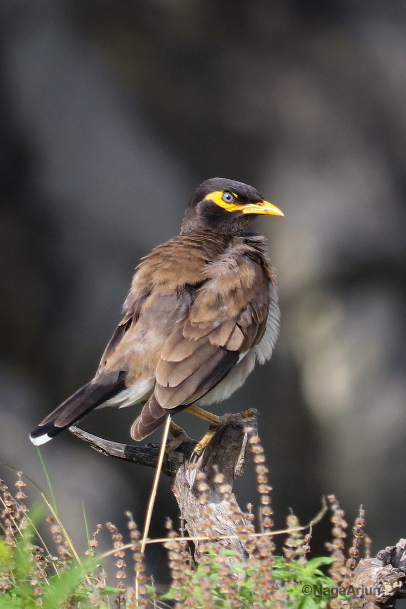 Common Myna - ML622117499