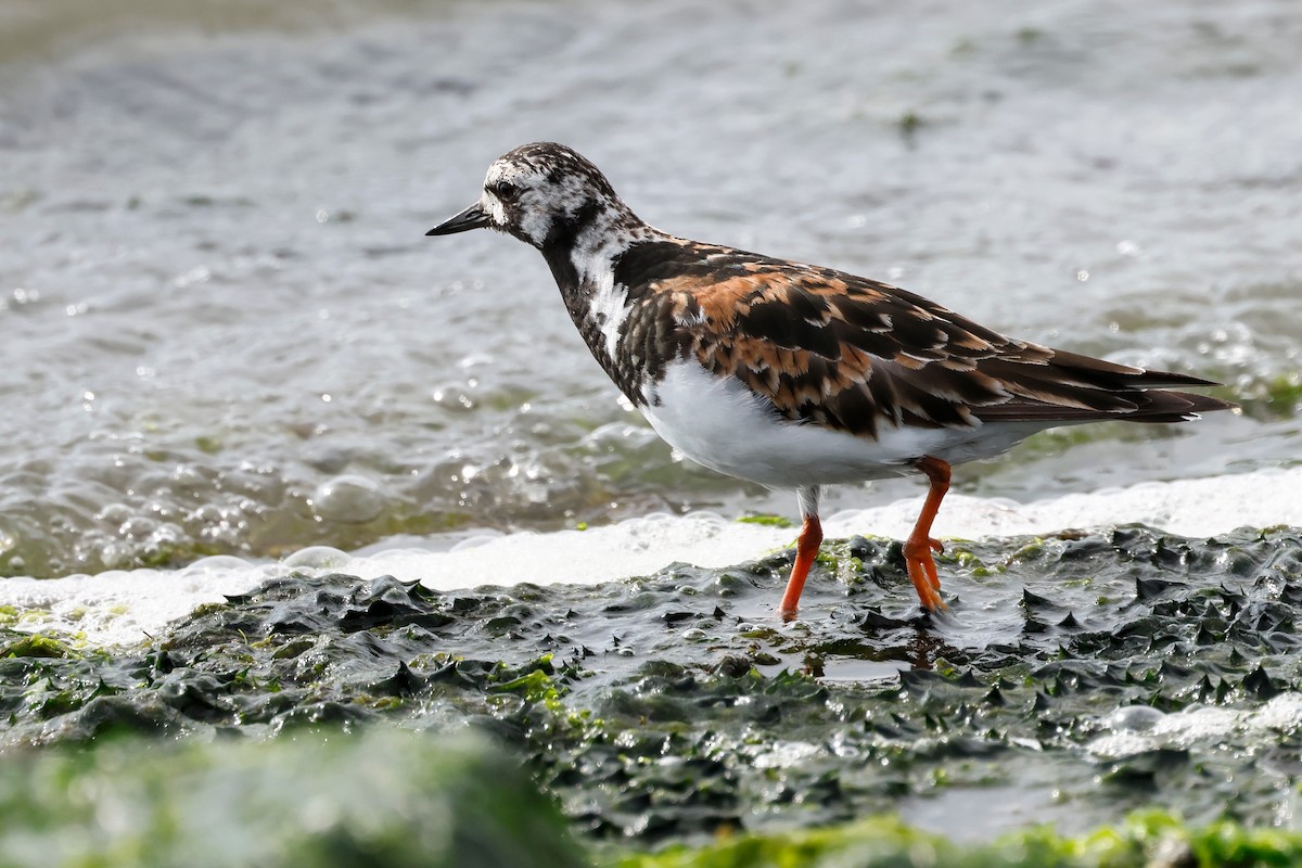 Ruddy Turnstone - ML622117534