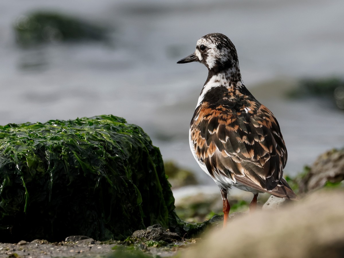 Ruddy Turnstone - ML622117537