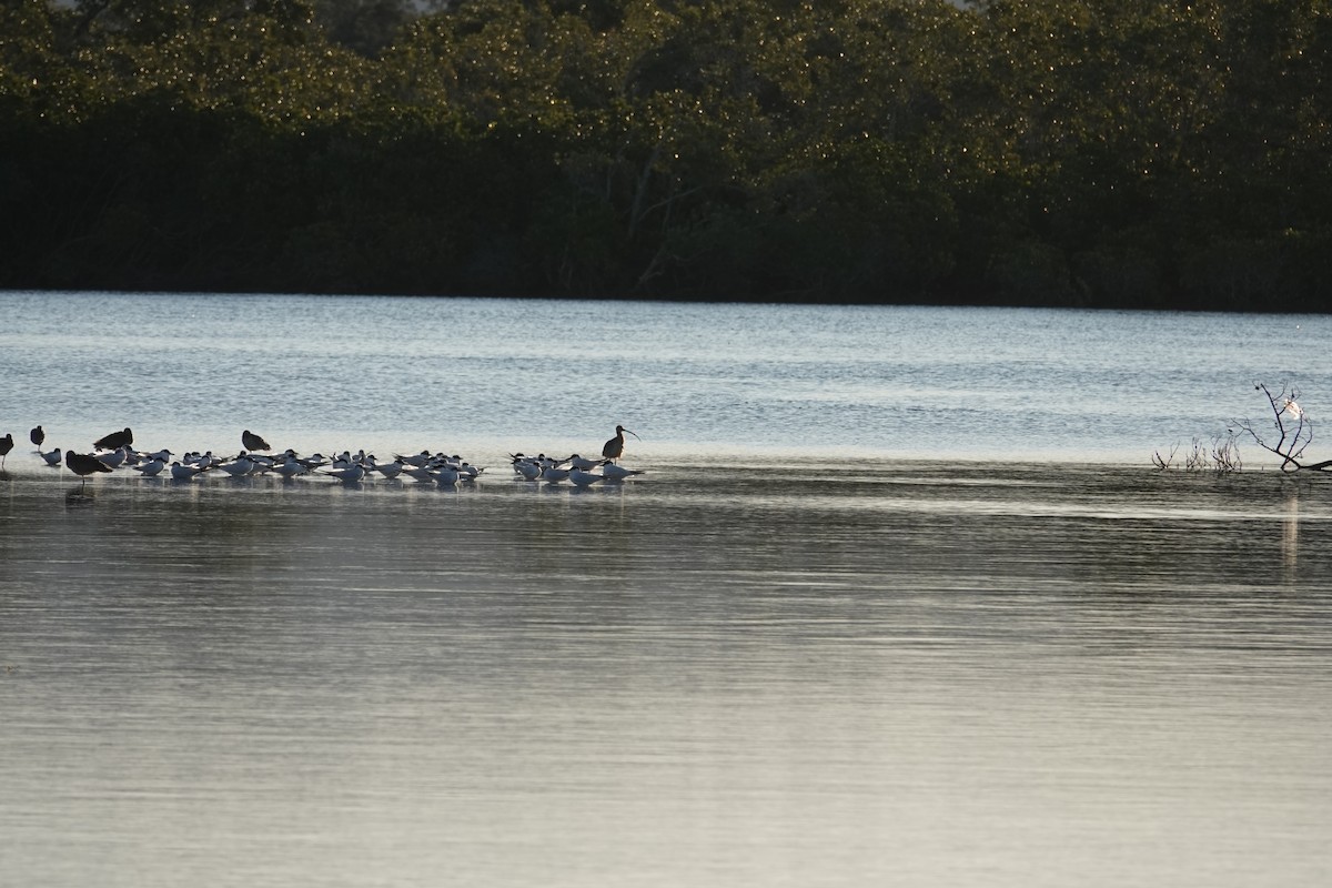 Australian Tern - Robert Morison and Joyce Ives