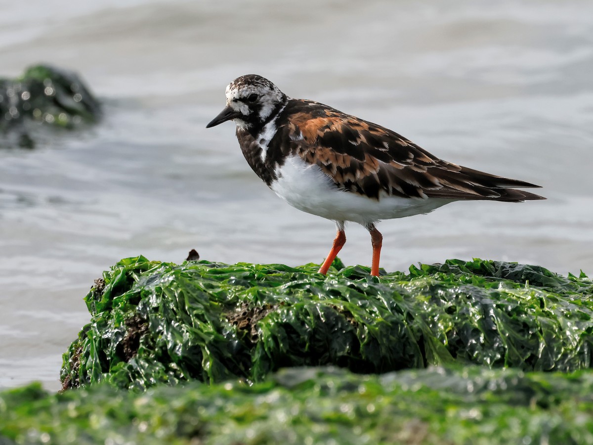 Ruddy Turnstone - ML622117539