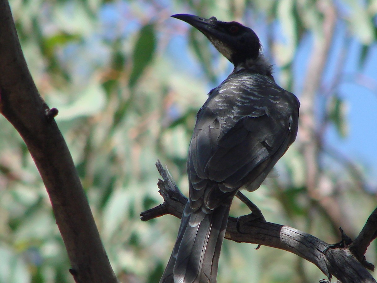 Noisy Friarbird - ML622117540