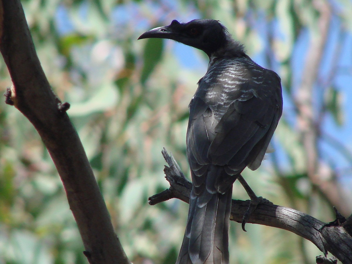 Noisy Friarbird - ML622117541