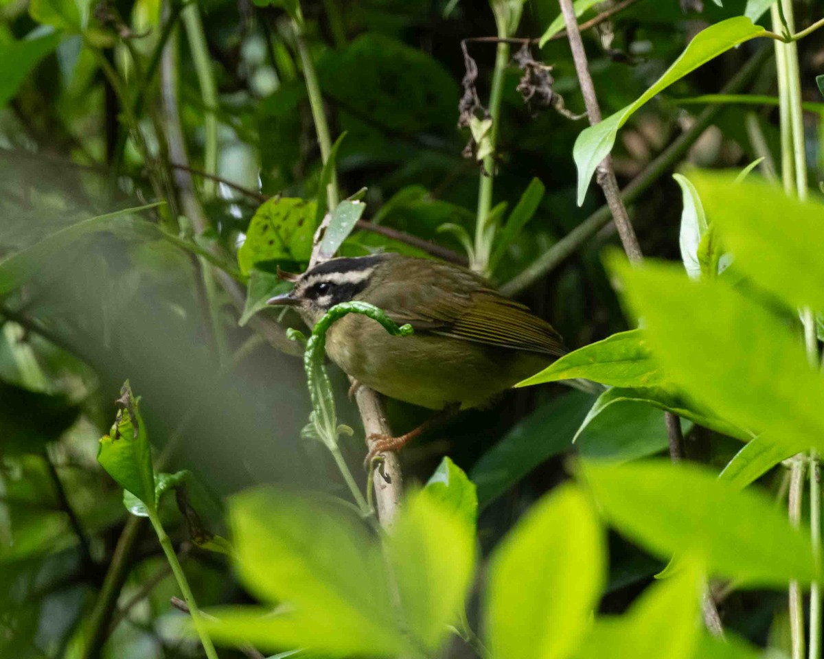 Three-striped Warbler - ML622117542