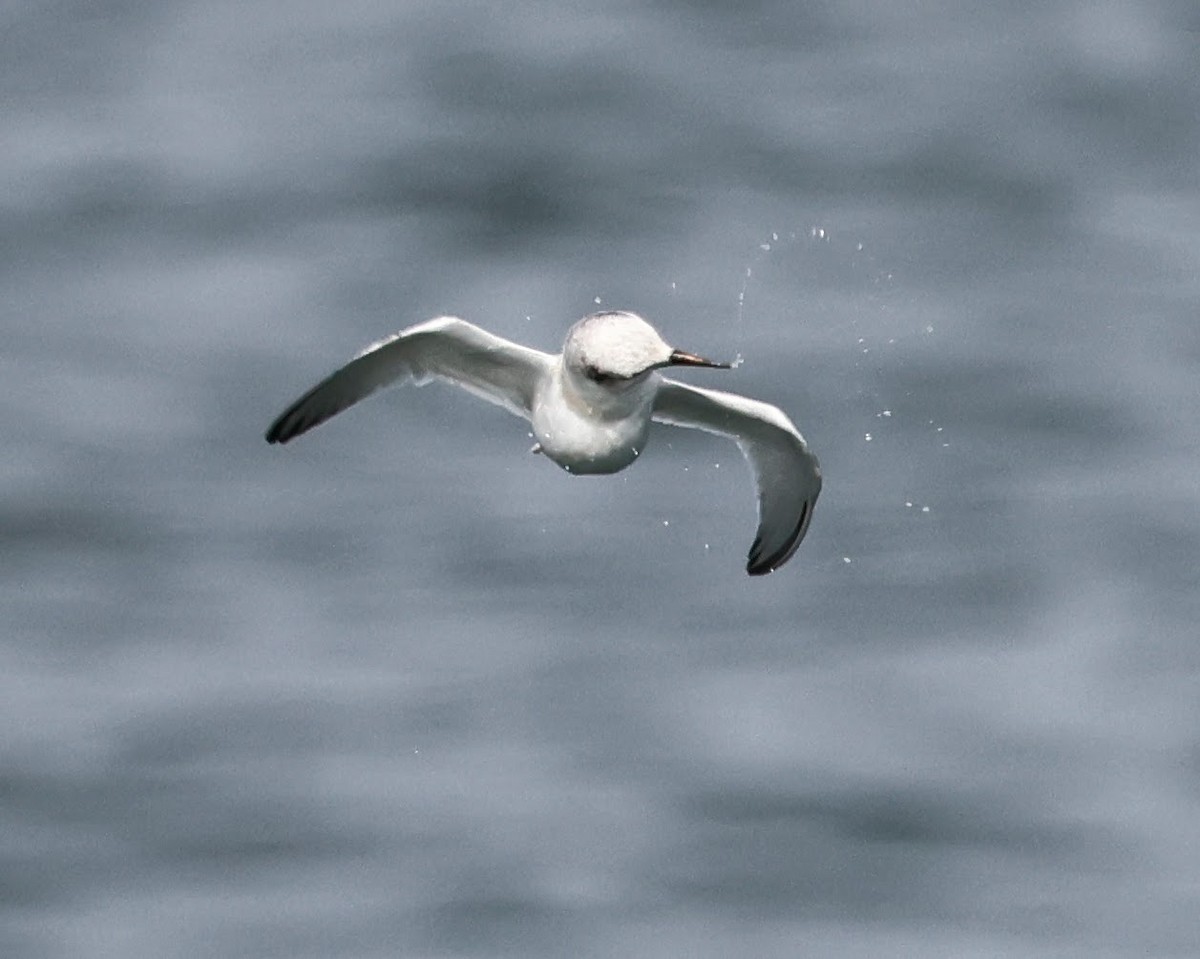 Least Tern - ML622117544