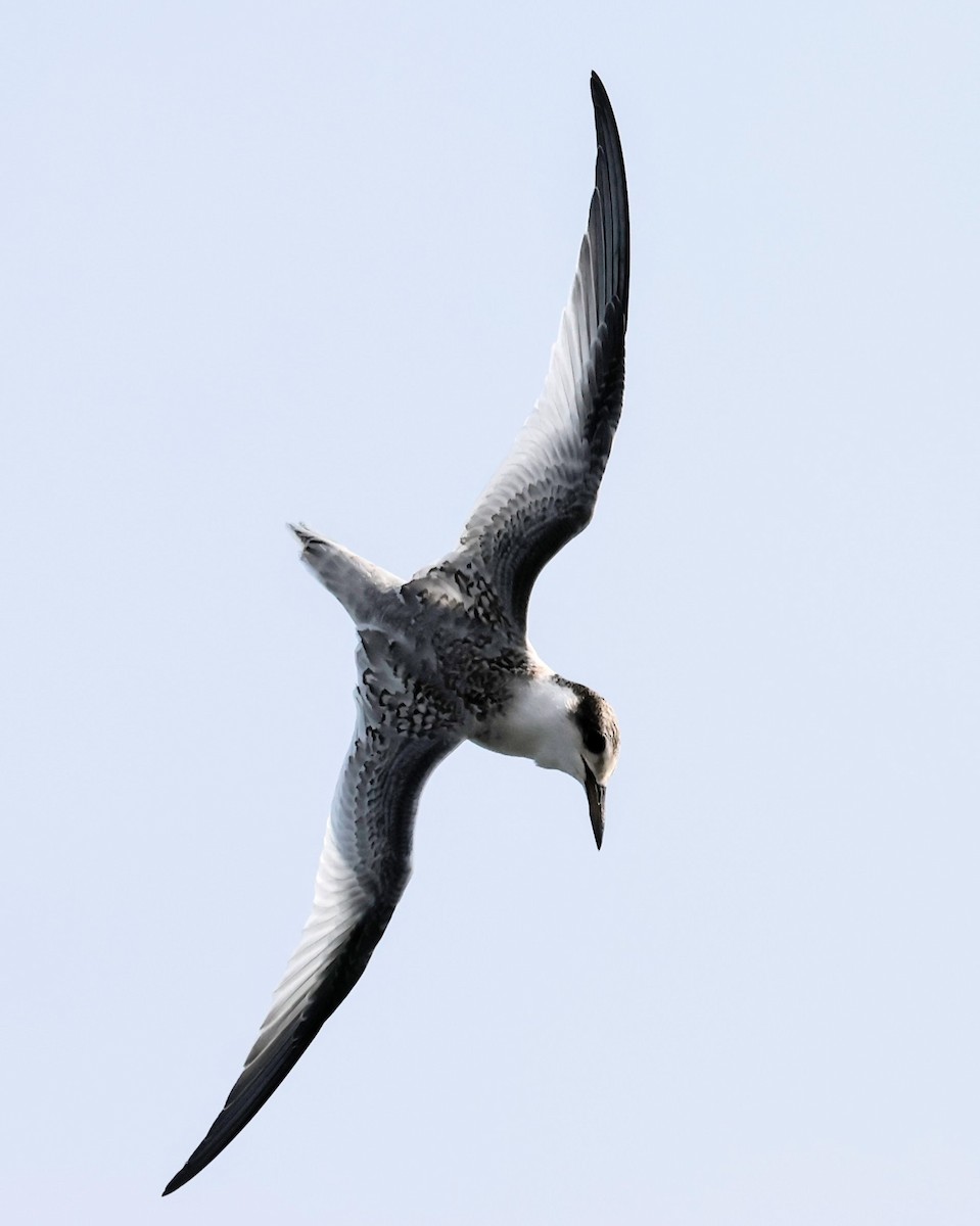 Least Tern - ML622117545