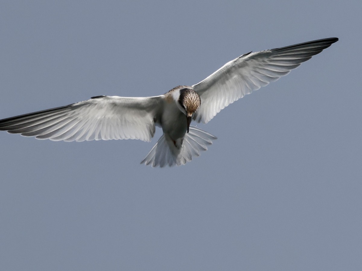 Least Tern - ML622117546