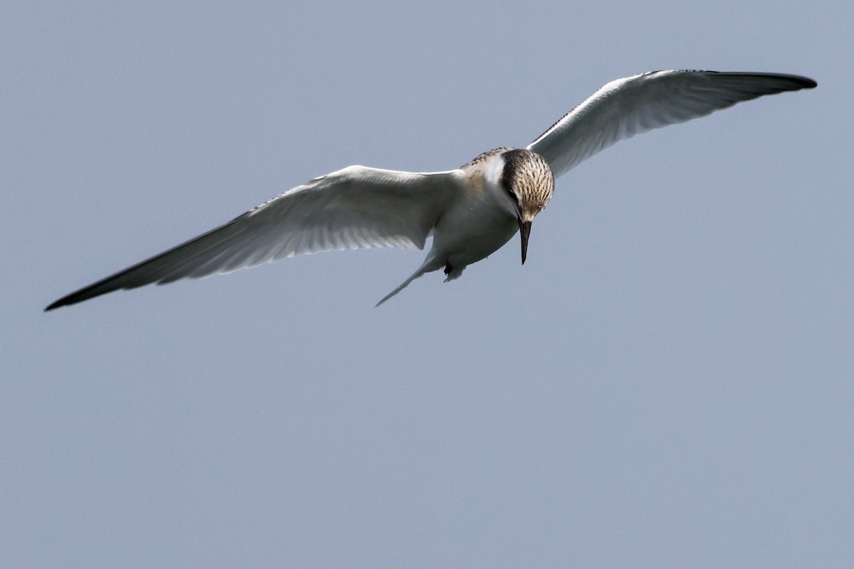 Least Tern - ML622117547