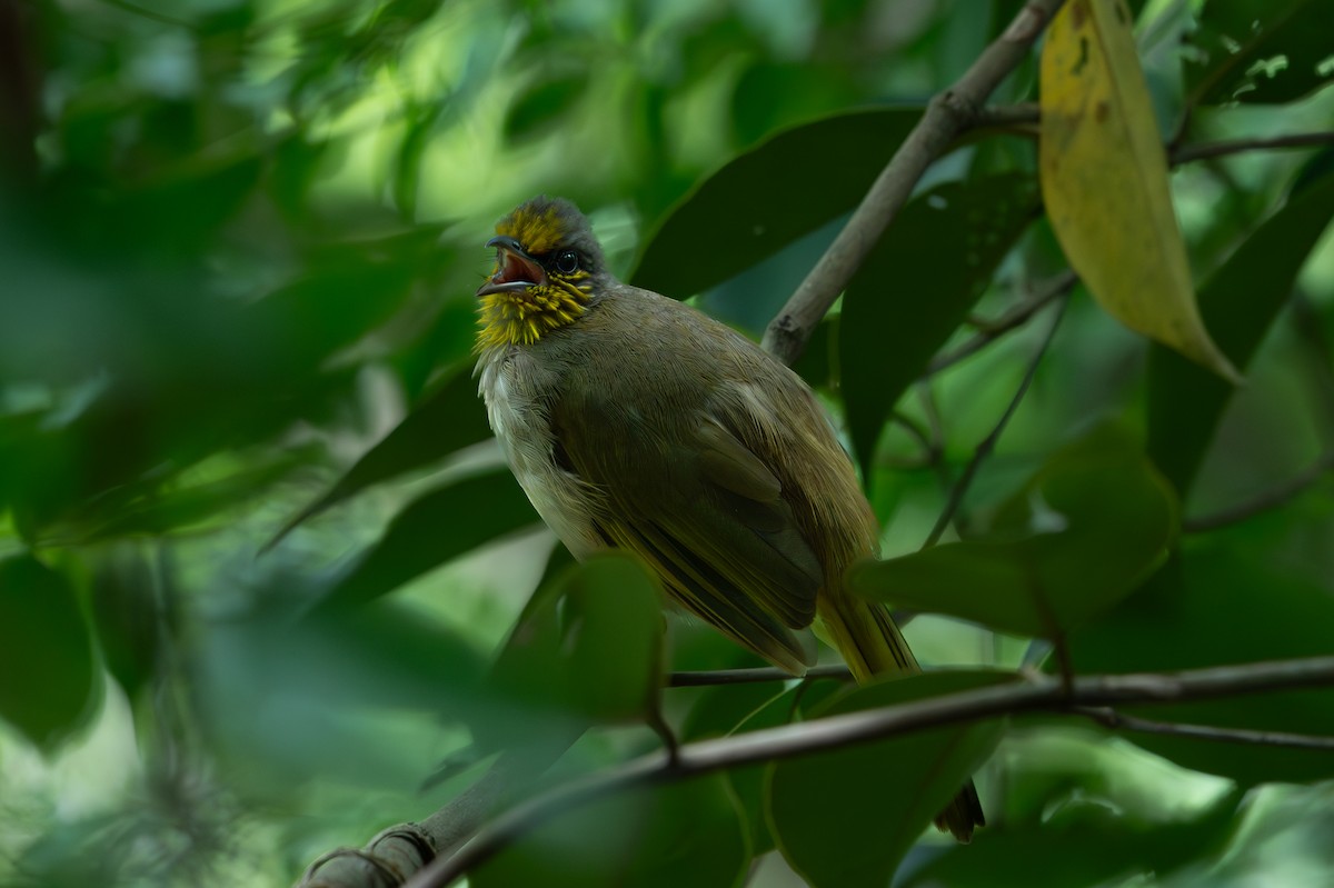 Stripe-throated Bulbul - Kerry Mitchell