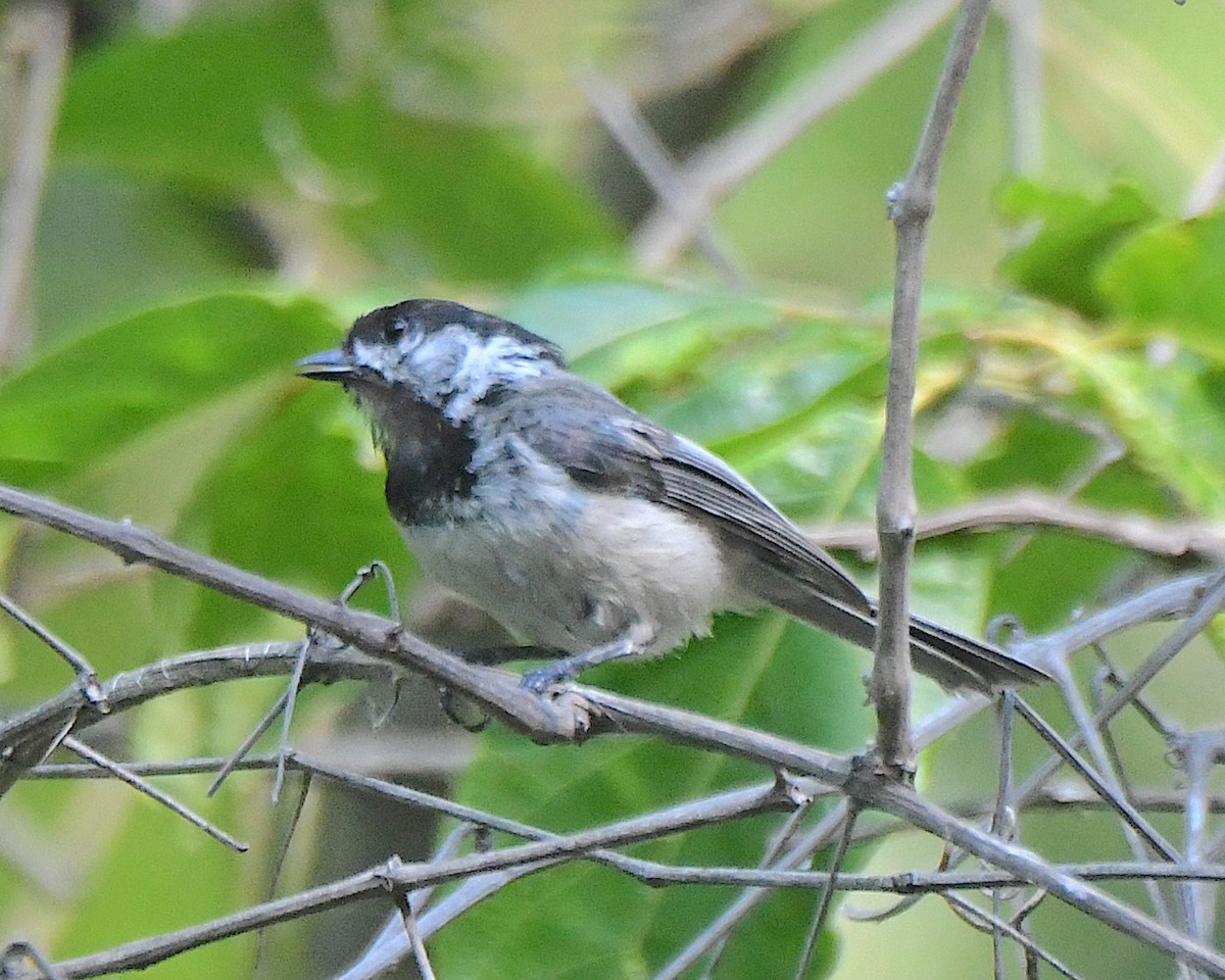 Black-capped Chickadee - ML622117552