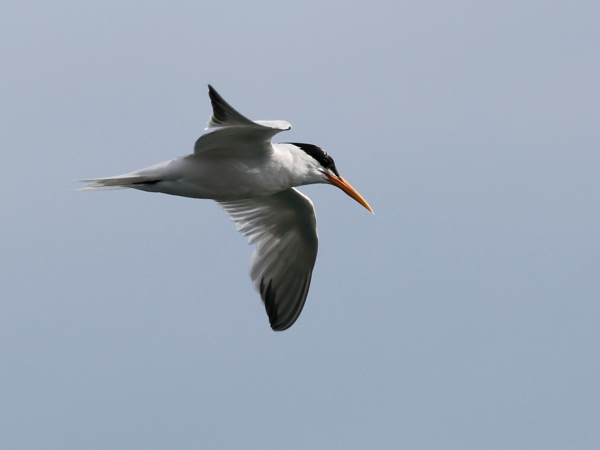 Elegant Tern - ML622117554