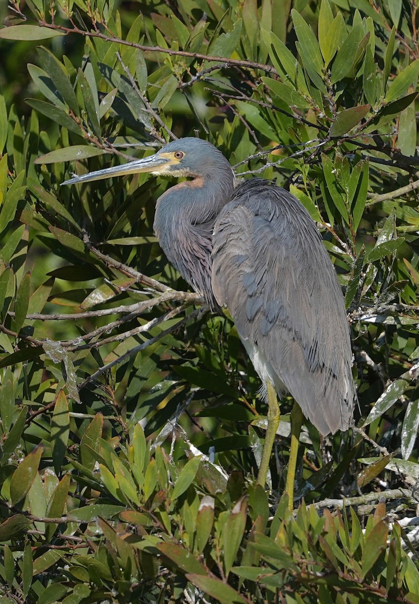 Tricolored Heron - ML622117557