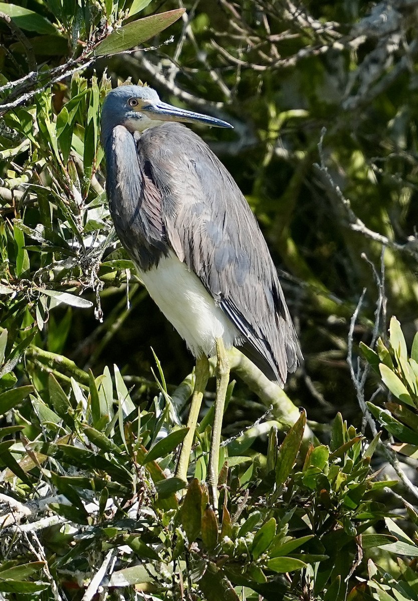 Tricolored Heron - ML622117558