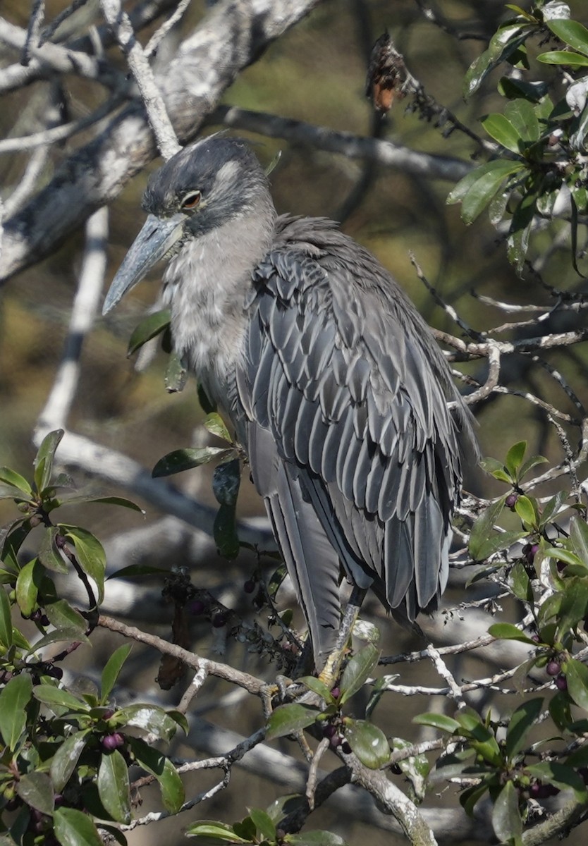 Tricolored Heron - ML622117559