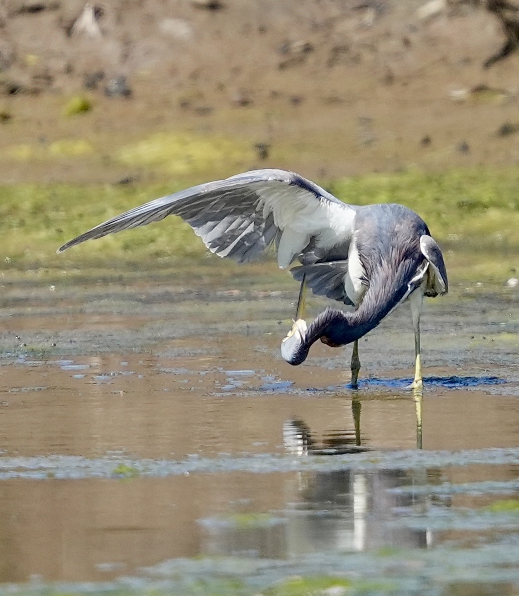 Tricolored Heron - ML622117560