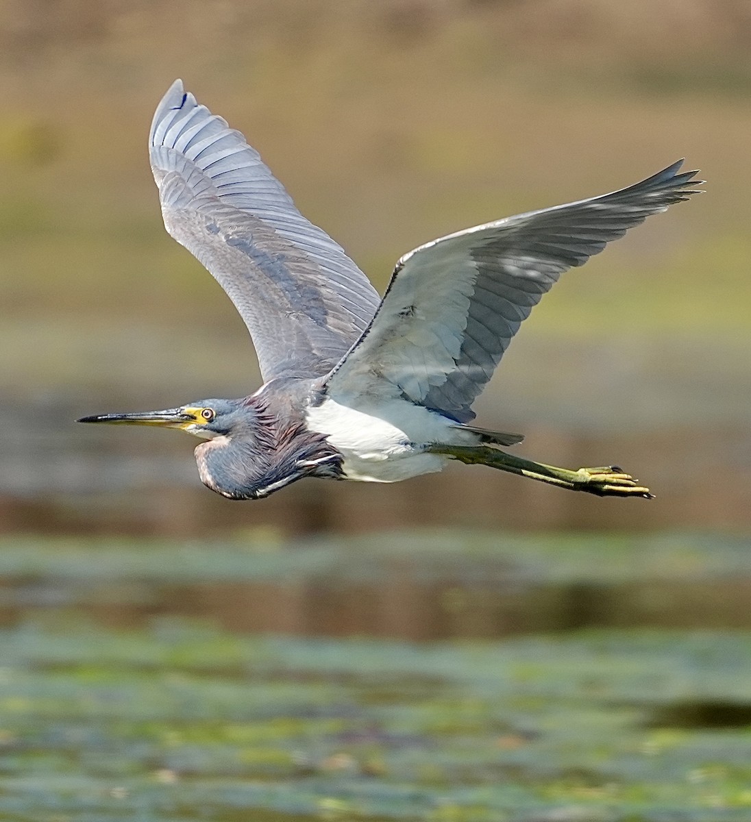 Tricolored Heron - Pamela Viale