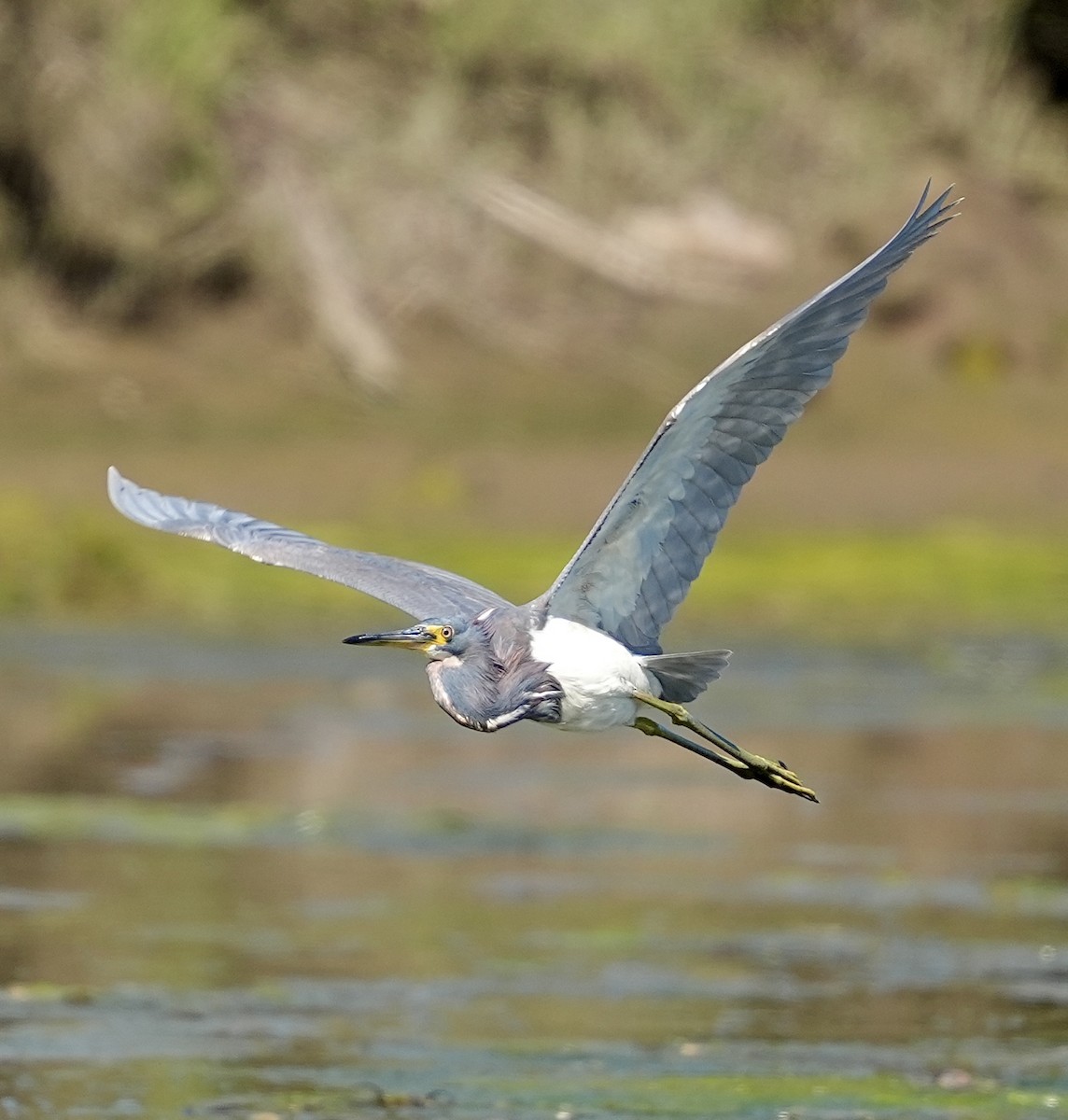 Tricolored Heron - ML622117562