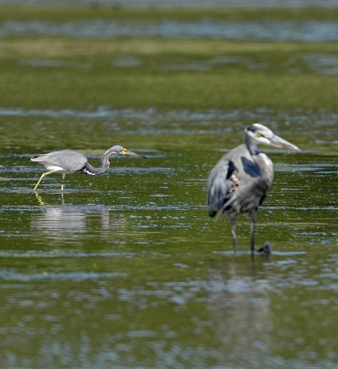 Tricolored Heron - ML622117563