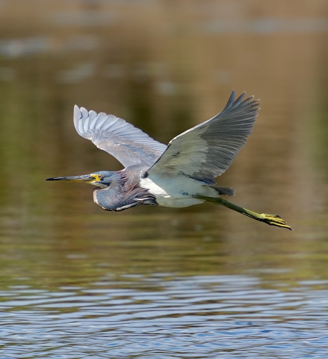 Tricolored Heron - ML622117564