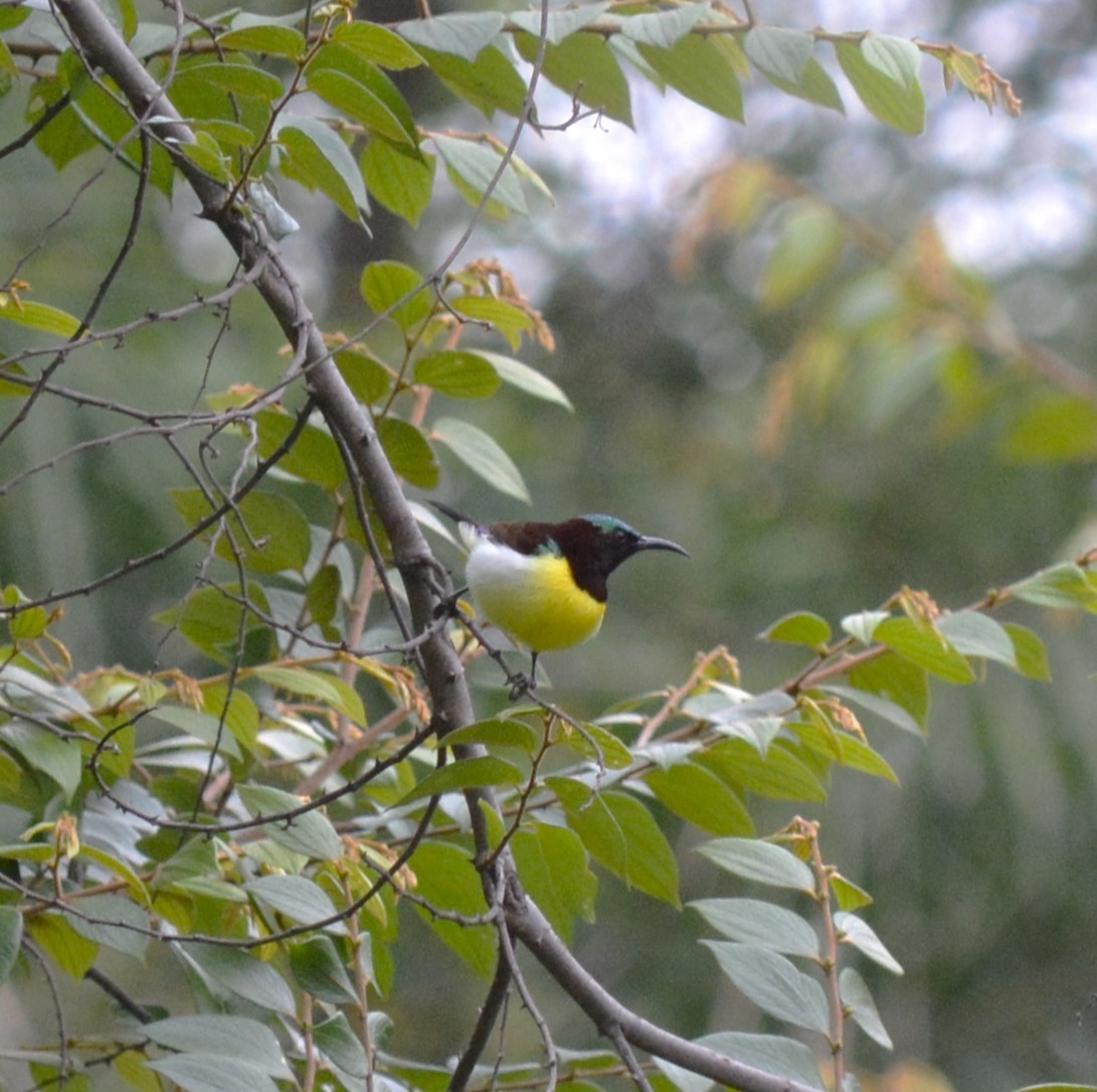 Purple-rumped Sunbird - ML622117581