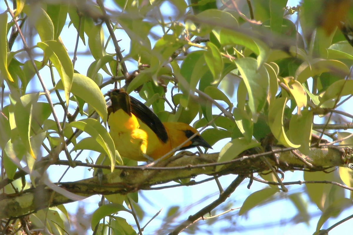 Yellow Oriole - ML622117583