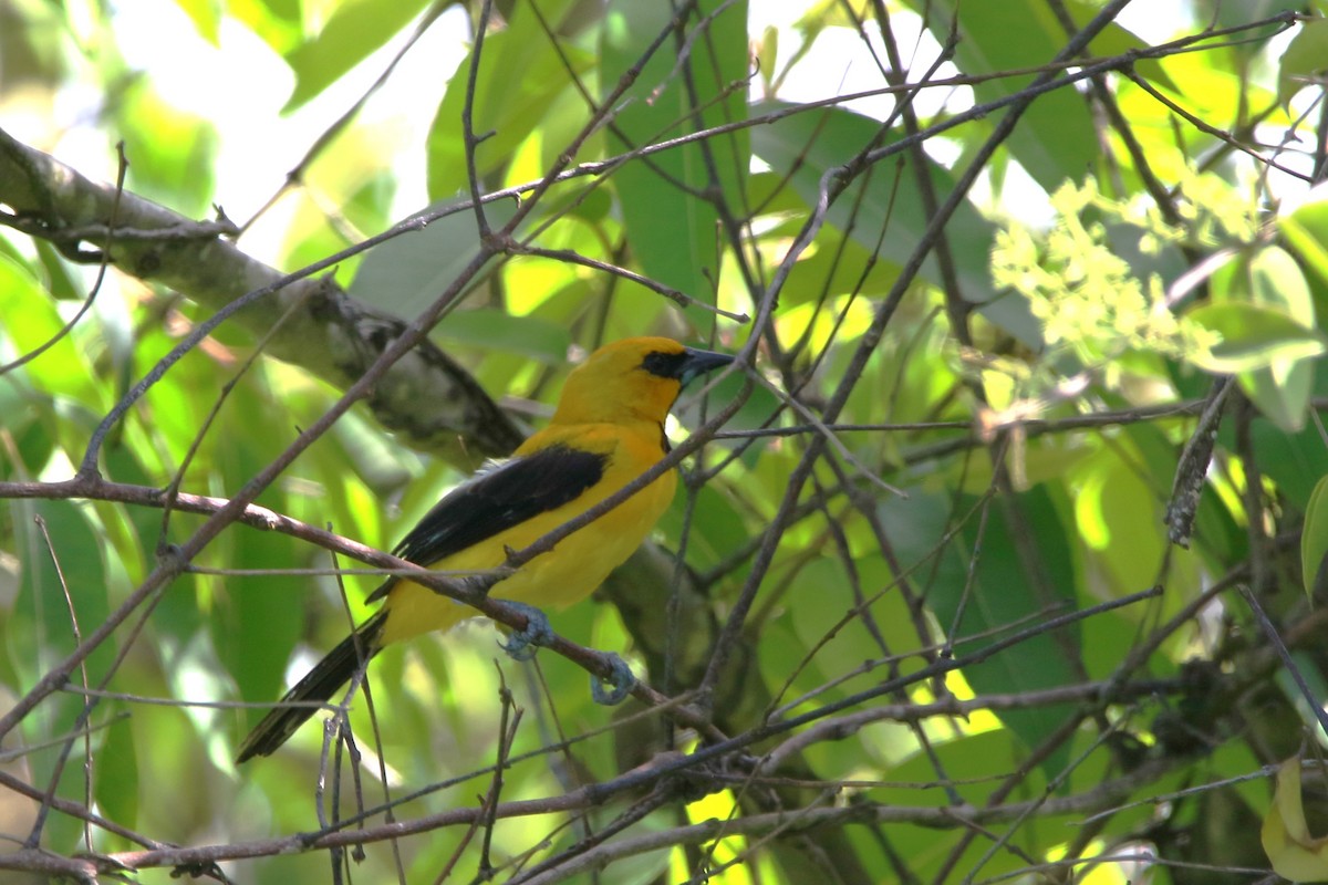 Yellow Oriole - ML622117584