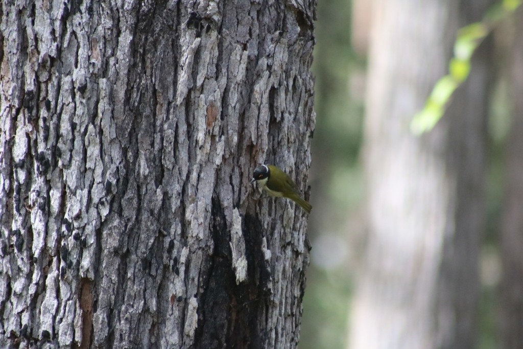 White-naped Honeyeater - ML622117669