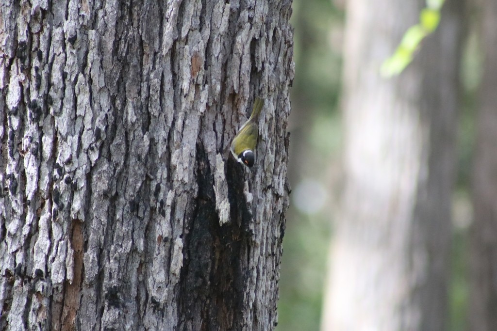 White-naped Honeyeater - ML622117670