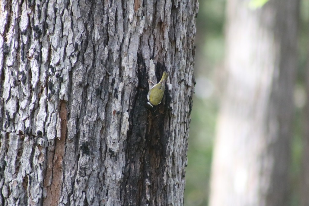 White-naped Honeyeater - ML622117671