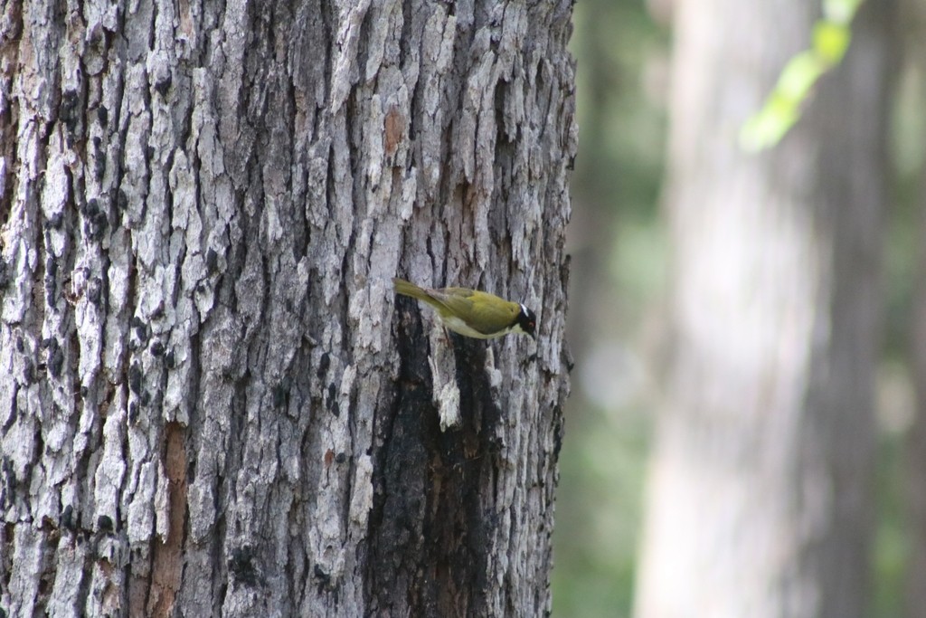 White-naped Honeyeater - ML622117672