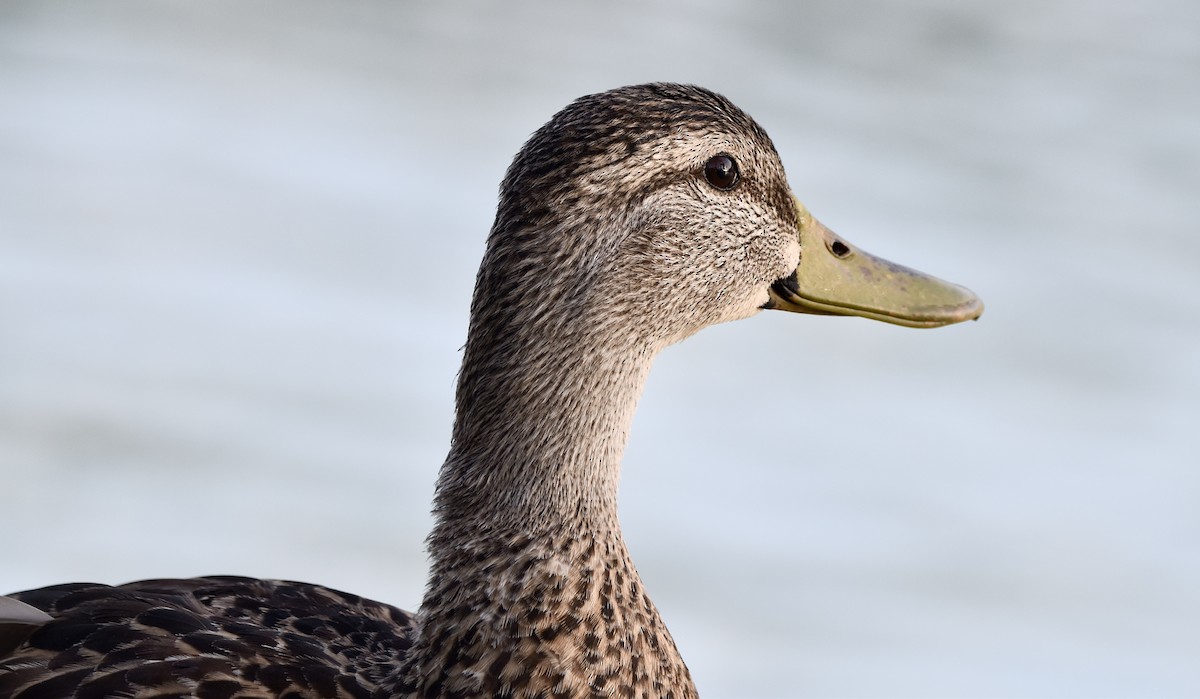 Зэрлэг нугас - ML622117684