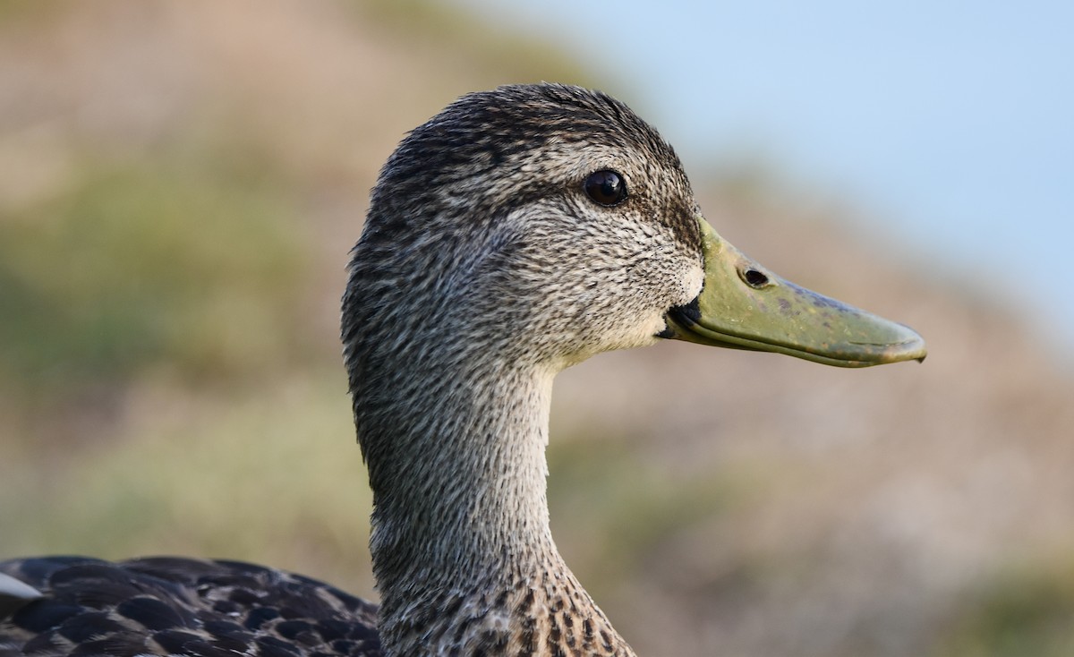 Зэрлэг нугас - ML622117685