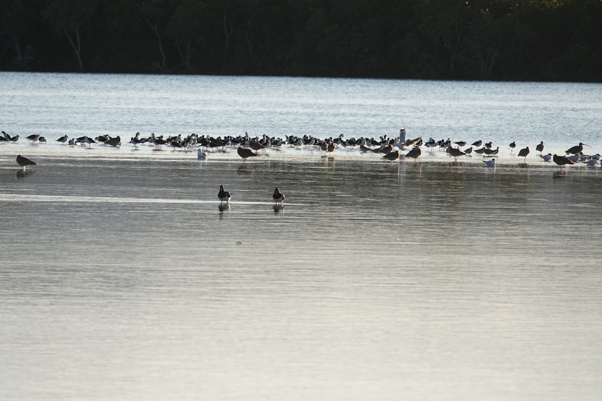 Pied Oystercatcher - Robert Morison and Joyce Ives