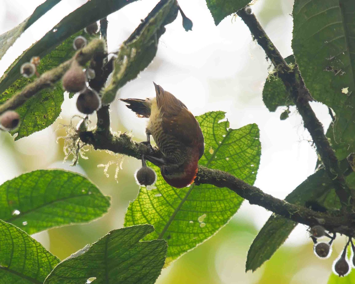 Yellow-vented Woodpecker - ML622117703