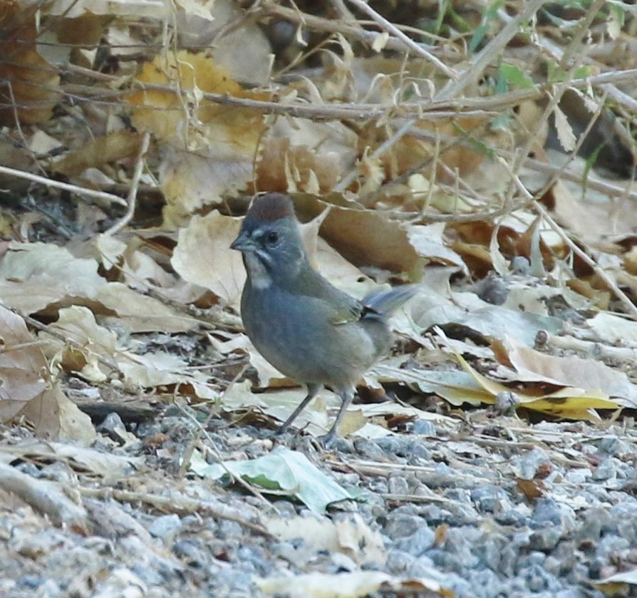 Green-tailed Towhee - ML62211771