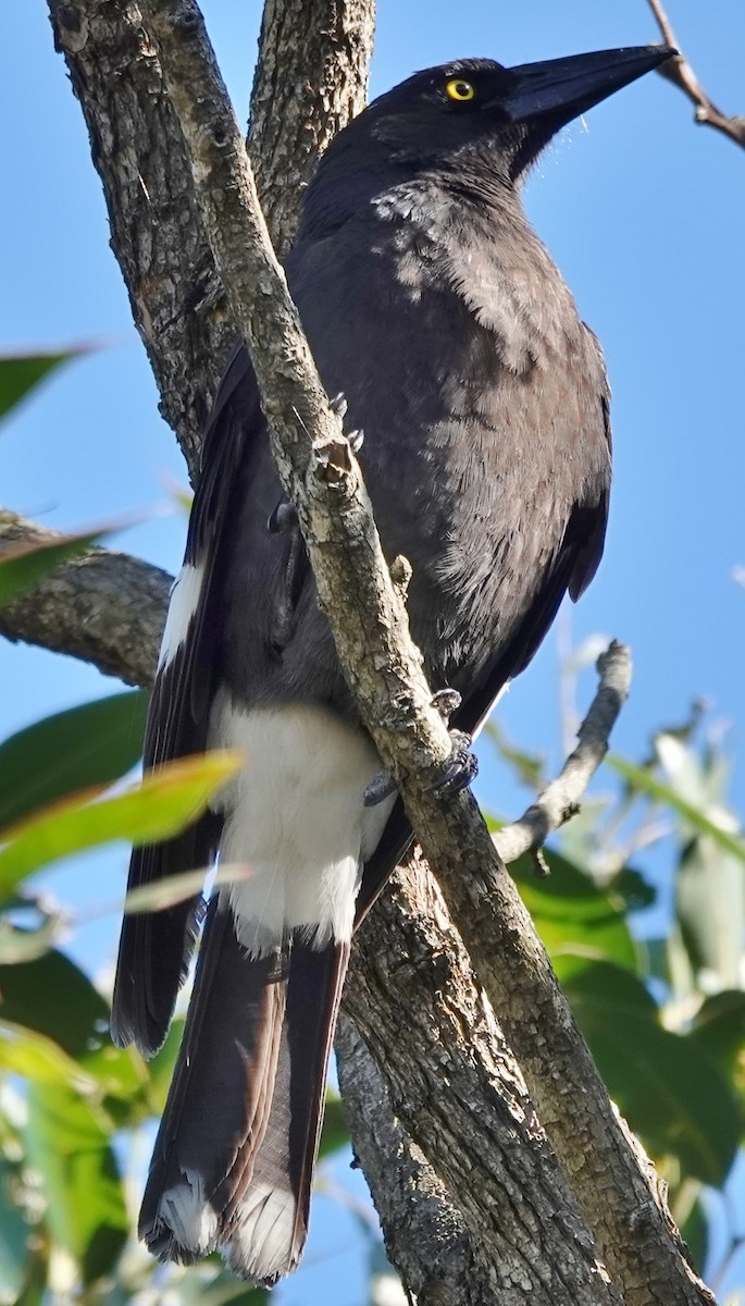 Pied Currawong - Alan Coates