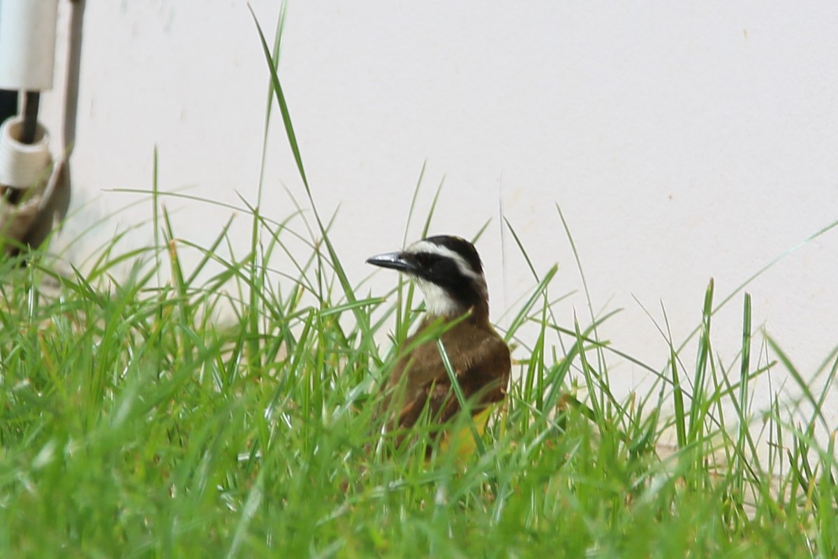 Great Kiskadee - Kevin Lester