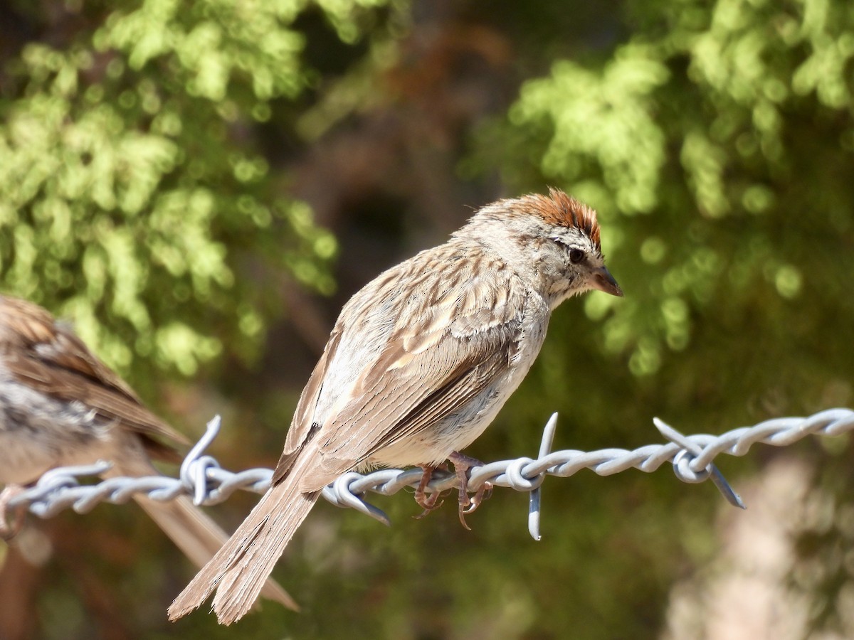 Chipping Sparrow - Laurie Miraglia