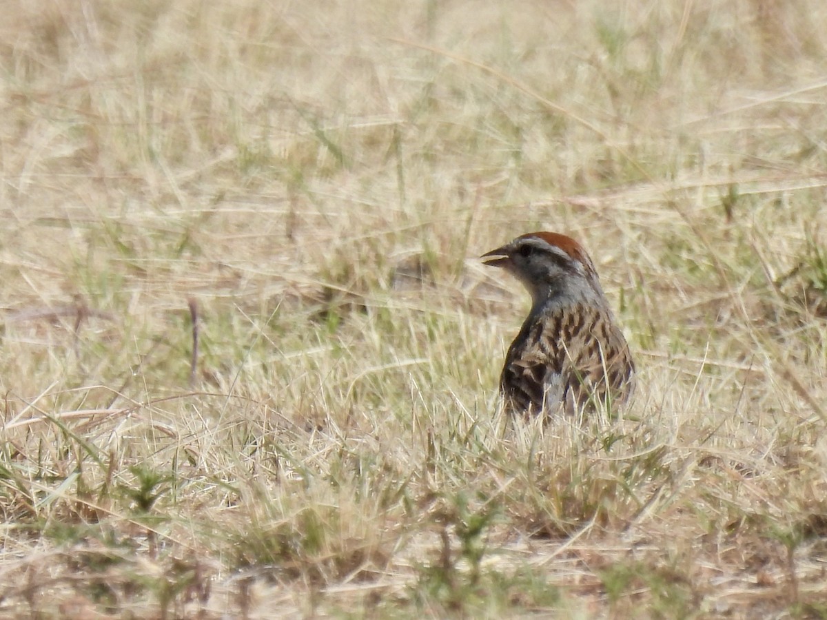 Chipping Sparrow - Laurie Miraglia