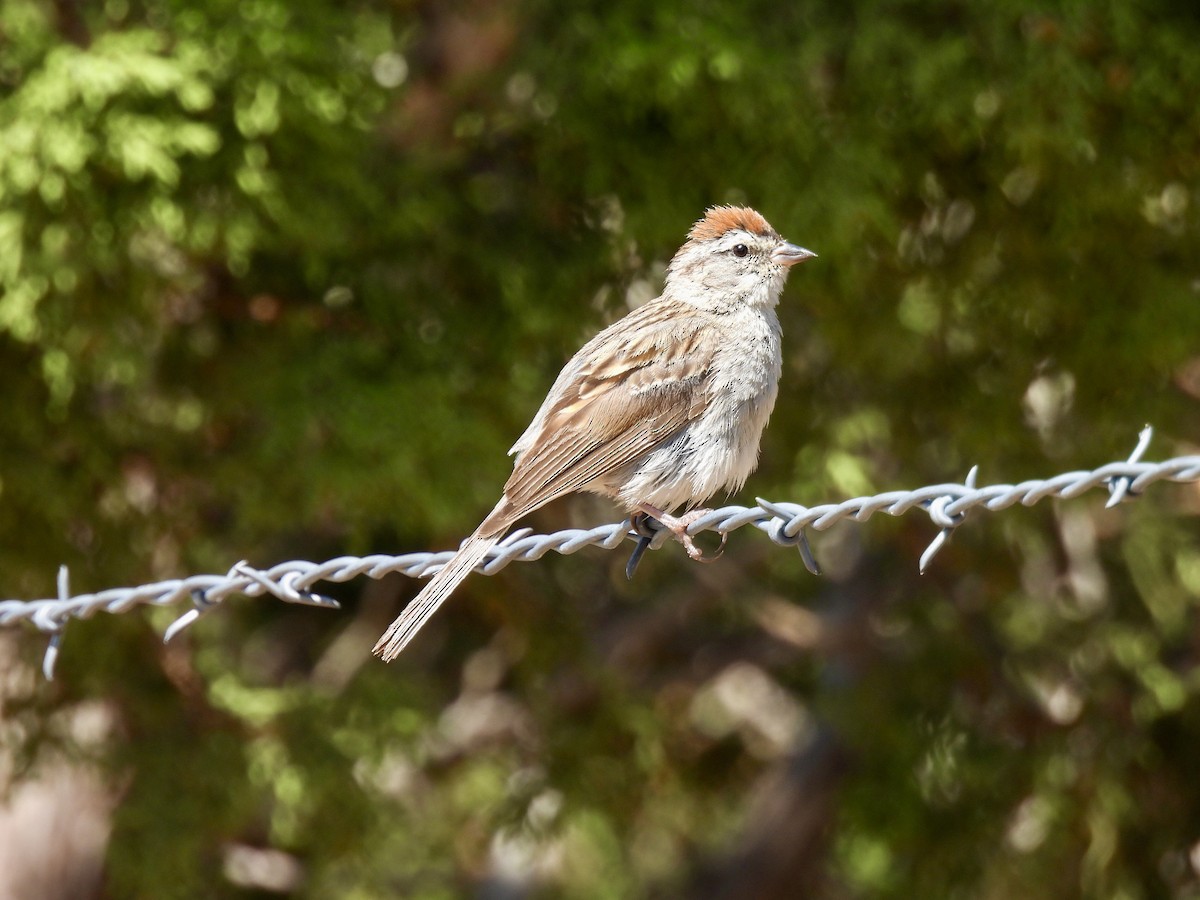 Chipping Sparrow - Laurie Miraglia