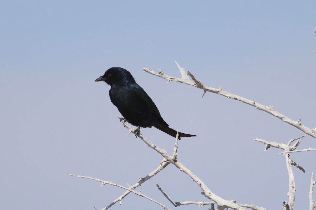 Fork-tailed Drongo - Gonzalo Galan