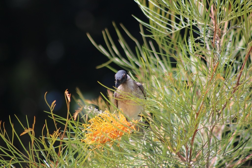 Noisy Friarbird - ML622117756