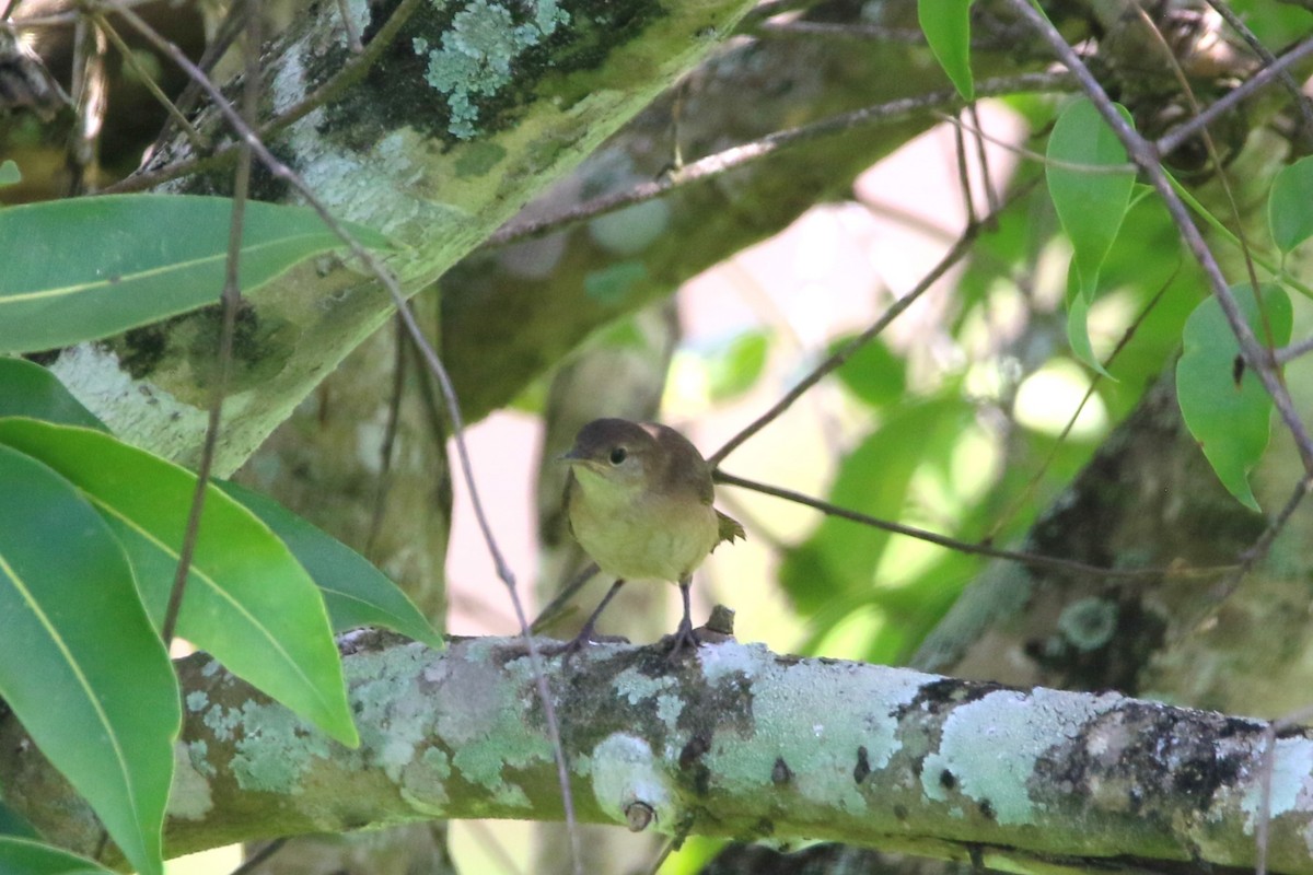 House Wren - ML622117758