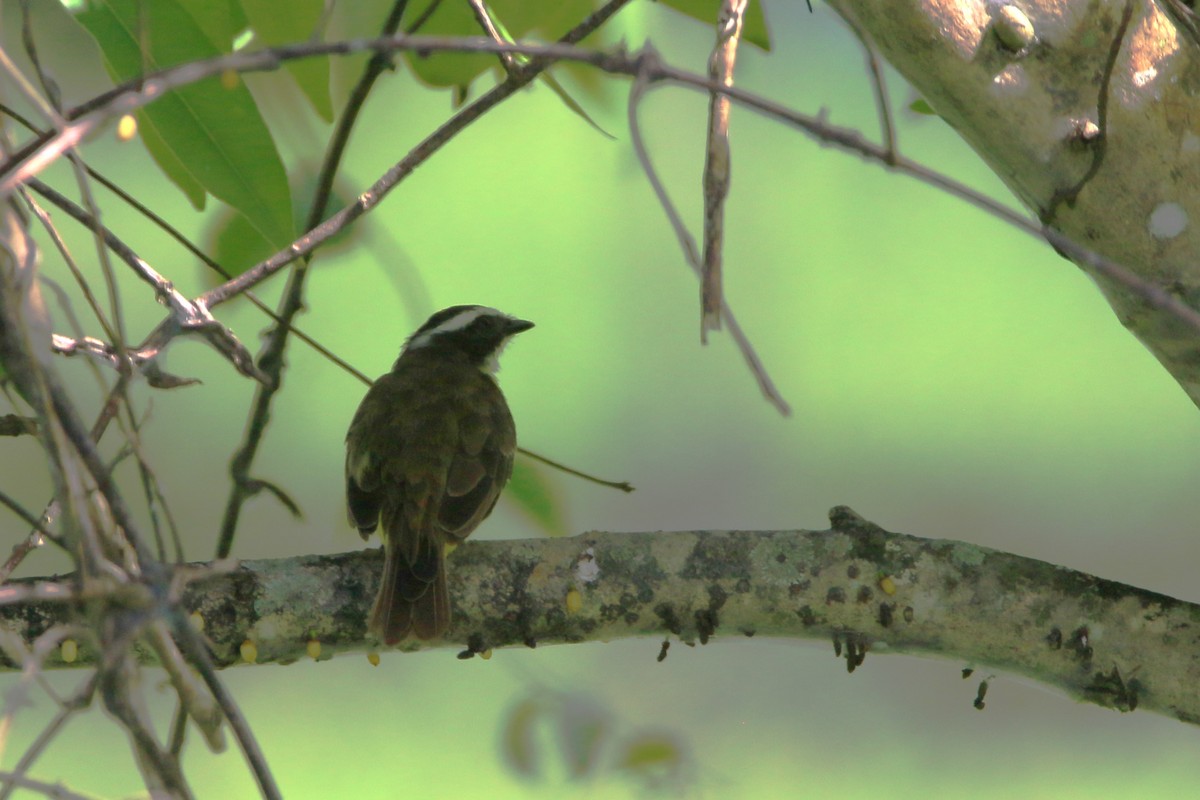 Rusty-margined Flycatcher - ML622117763