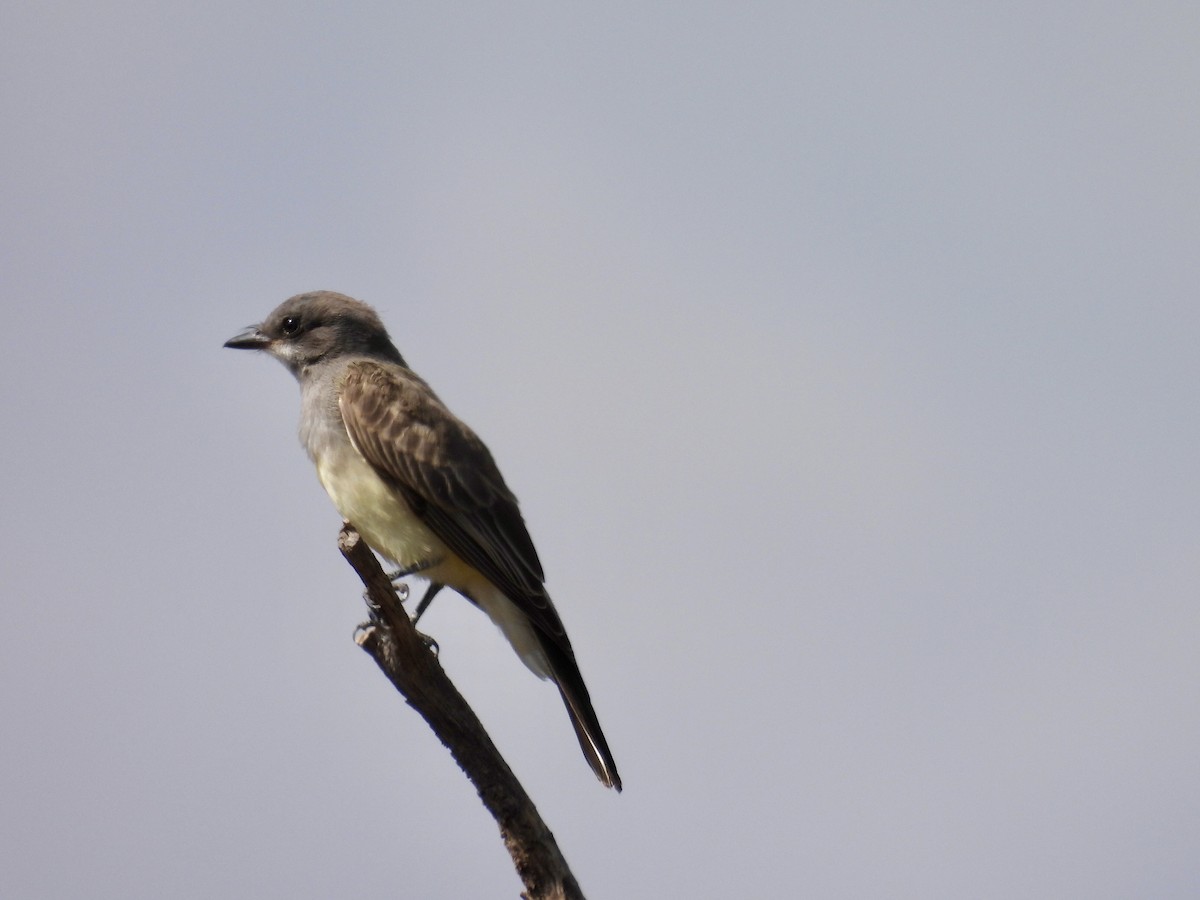 Cassin's Kingbird - ML622117767