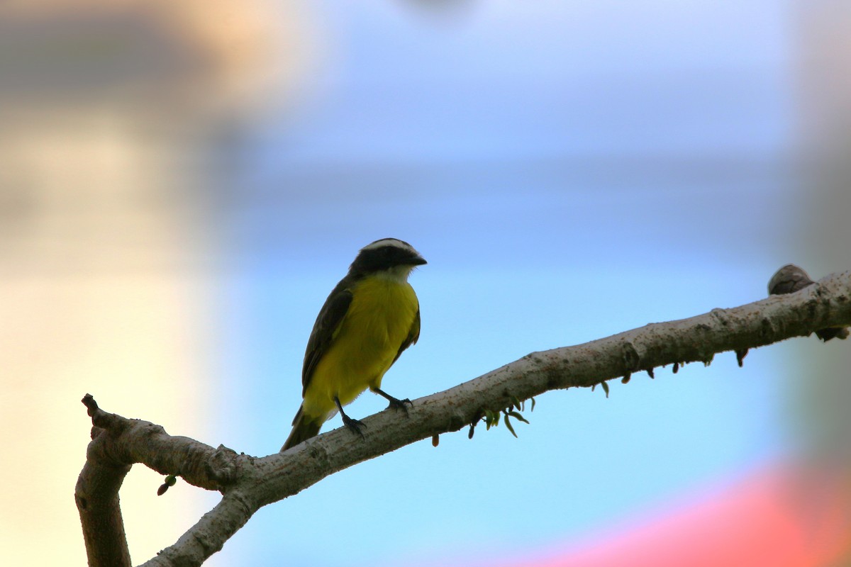 Rusty-margined Flycatcher - ML622117769